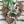 Load image into Gallery viewer, Monstera Leaf Wooden Riser – Handmade Plant Stand or Trivet - Little Flower Soap Co
