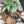 Load image into Gallery viewer, Monstera Leaf Wooden Riser – Handmade Plant Stand or Trivet - Little Flower Soap Co
