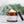 Load image into Gallery viewer, Citrus Mint Sugar Scrub 2oz - Essential Oil One Minute Hand Treatment - Little Flower Soap Co
